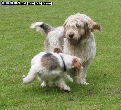 Petit Basset Griffon Vendéen Hunde Foto 3721 Petit Basset Griffon Vendéen Dogdancing