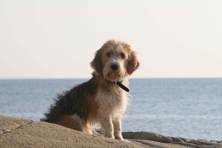 Petit Basset Griffon Vendéen Seehund Bruno