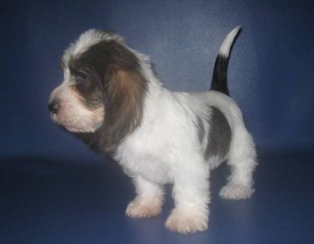 Petit Basset Griffon Vendéen My new puppy from USA