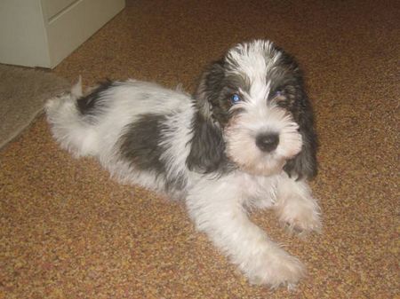 Petit Basset Griffon Vendéen My puppy from USA