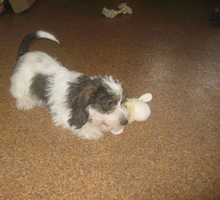 Petit Basset Griffon Vendéen Heartland Ethan Czech silver