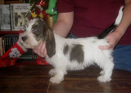 Petit Basset Griffon Vendéen My new puppy from USA