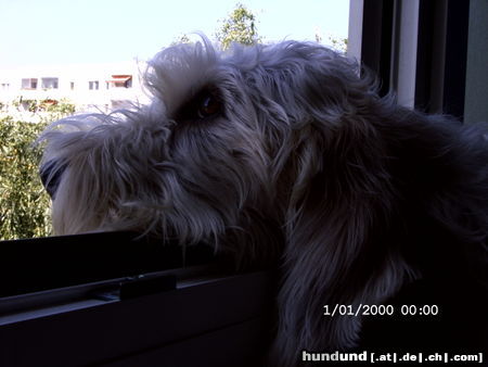 Petit Basset Griffon Vendéen Hunde Foto 25167 in höherer Auflösung ansehen Petit Basset Griffon Vendéen So ein schöner Bottsausflug...