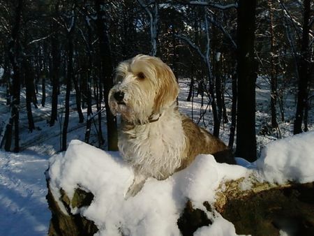 Petit Basset Griffon Vendéen