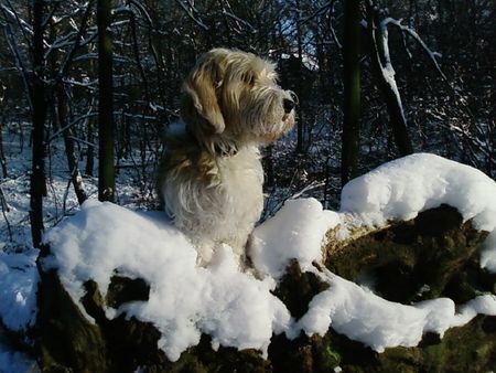 Petit Basset Griffon Vendéen