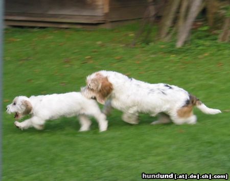 Petit Basset Griffon Vendéen Hunde Foto 3723 Petit Basset Griffon Vendéen Ich hab Dich!!