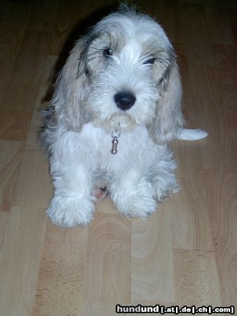 Petit Basset Griffon Vendéen Hunde Foto 14208 Petit Basset Griffon Vendéen Jenny