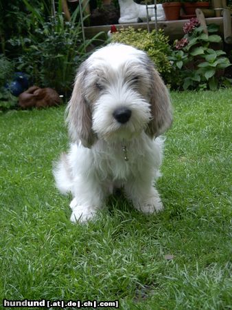 Petit Basset Griffon Vendéen Hunde Foto 14277 Petit Basset Griffon Vendéen Bin ich nicht süß?