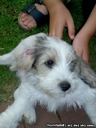 Petit Basset Griffon Vendéen Hunde Foto 15024 in höherer Auflösung ansehen Petit Basset Griffon Vendéen da bin ich aber platt...