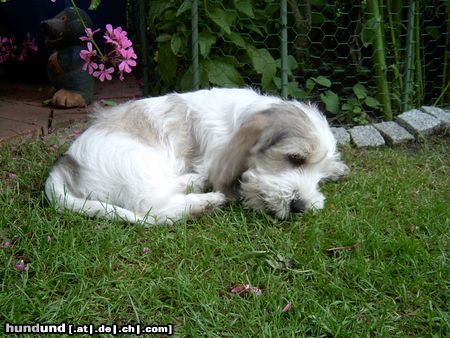Petit Basset Griffon Vendéen Hunde Foto 14174 Petit Basset Griffon Vendéen