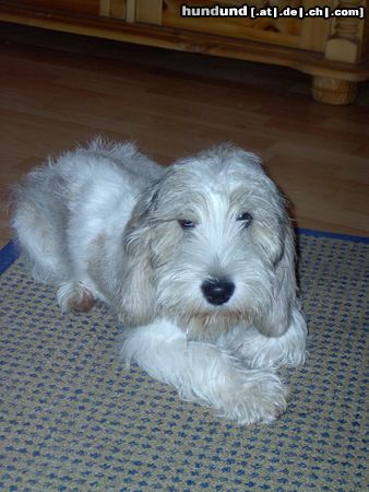 Petit Basset Griffon Vendéen Hunde Foto 15494 in höherer Auflösung ansehen Petit Basset Griffon Vendéen schönen Gruß an Frau Sühling