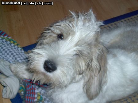 Petit Basset Griffon Vendéen Hunde Foto 15493 in höherer Auflösung ansehen Petit Basset Griffon Vendéen schönen Gruß an Frau Sühling