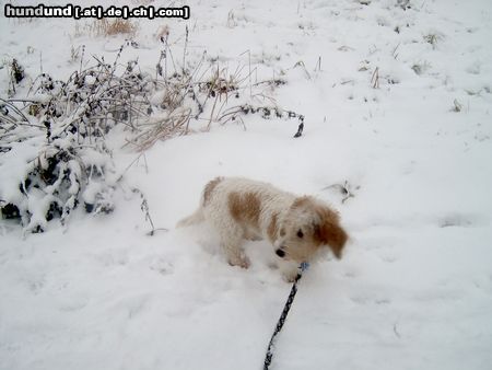 Petit Basset Griffon Vendéen Hunde Foto 18795 in höherer Auflösung ansehen Petit Basset Griffon Vendéen Winter
