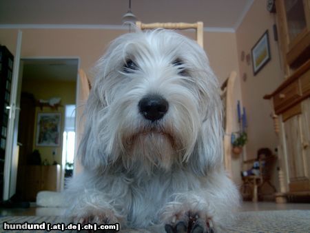 Petit Basset Griffon Vendéen Hunde Foto 18805 in höherer Auflösung ansehen Petit Basset Griffon Vendéen Jenny