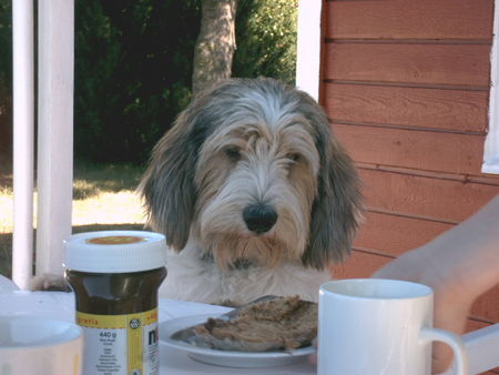 Petit Basset Griffon Vendéen  Anouk liebt Nutella