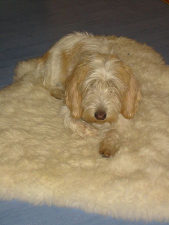 Petit Basset Griffon Vendéen Hunde Foto 39431 in höherer Auflösung ansehen Petit Basset Griffon Vendéen Ich will niemanden sehen
