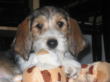 Petit Basset Griffon Vendéen Hunde Foto 29276 in höherer Auflösung ansehen Petit Basset Griffon Vendéen Bruno 11 Wochen