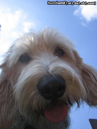 Petit Basset Griffon Vendéen Schnuffel-Nase