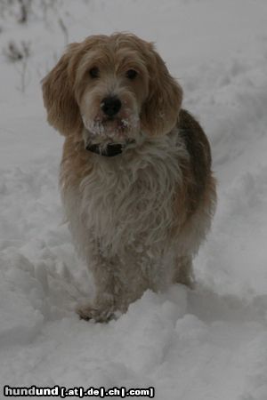 Petit Basset Griffon Vendéen