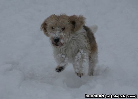 Petit Basset Griffon Vendéen Toben im Schnee