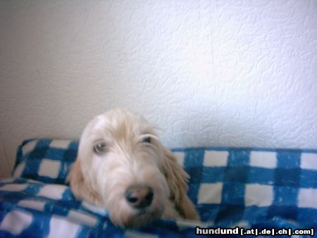 Petit Basset Griffon Vendéen Hunde Foto 17693 in höherer Auflösung ansehen Petit Basset Griffon Vendéen schlaf gut kleiner Max