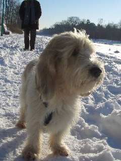 Petit Basset Griffon Vendéen Endlich Schnee....