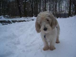 Petit Basset Griffon Vendéen Endlich Schnee....