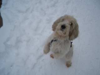 Petit Basset Griffon Vendéen Endlich Schnee....