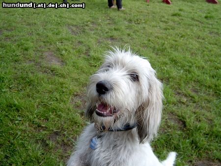 Petit Basset Griffon Vendéen Hunde Foto 21696 Petit Basset Griffon Vendéen Hallo