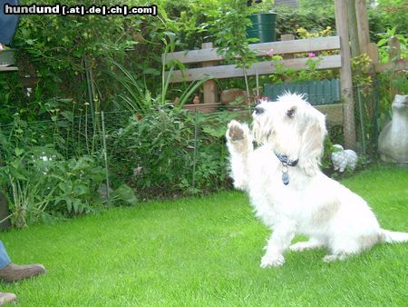 Petit Basset Griffon Vendéen Hunde Foto 21694 Petit Basset Griffon Vendéen Schäm dich