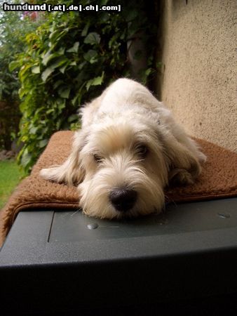 Petit Basset Griffon Vendéen Hunde Foto 25949 Petit Basset Griffon Vendéen Oh... wie süß....