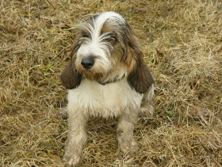 Petit Basset Griffon Vendéen Hunde Foto 30507 Petit Basset Griffon Vendéen Muddy puppy