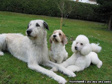 Petit Basset Griffon Vendéen Hunde Foto 3691 Petit Basset Griffon Vendéen Drei Freunde aus Bayern