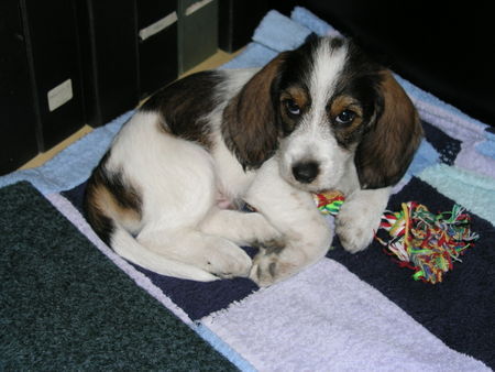 Petit Basset Griffon Vendéen Hunde Foto 26759 in höherer Auflösung ansehen Petit Basset Griffon Vendéen Raimond, office dog