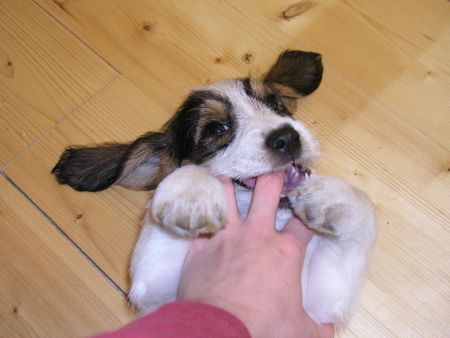 Petit Basset Griffon Vendéen Hunde Foto 26760 in höherer Auflösung ansehen Petit Basset Griffon Vendéen Raimond, office dog