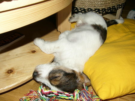 Petit Basset Griffon Vendéen Hunde Foto 26761 in höherer Auflösung ansehen Petit Basset Griffon Vendéen Raimond, sleeping