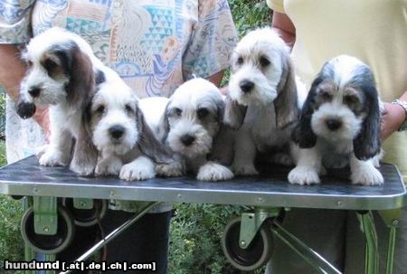 Petit Basset Griffon Vendéen Hunde Foto 3845 Petit Basset Griffon Vendéen 5 auf einen Streich!