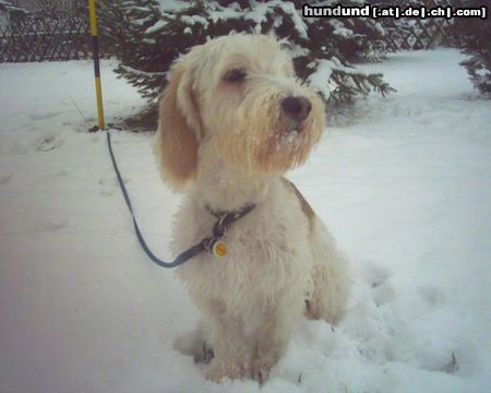 Petit Basset Griffon Vendéen Hunde Foto 18061 in höherer Auflösung ansehen Petit Basset Griffon Vendéen ... Schnee ist toll ...