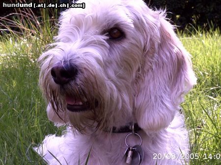 Petit Basset Griffon Vendéen Hunde Foto 25166 in höherer Auflösung ansehen Petit Basset Griffon Vendéen So ein schöner Bottsausflug...
