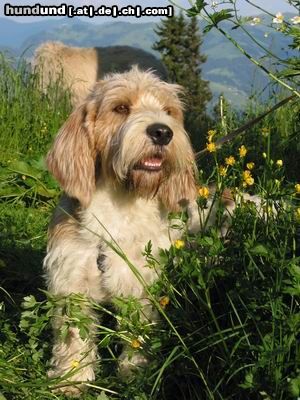 Petit Basset Griffon Vendéen Hunde Foto 4023 Petit Basset Griffon Vendéen So sieht mich keiner, oder?