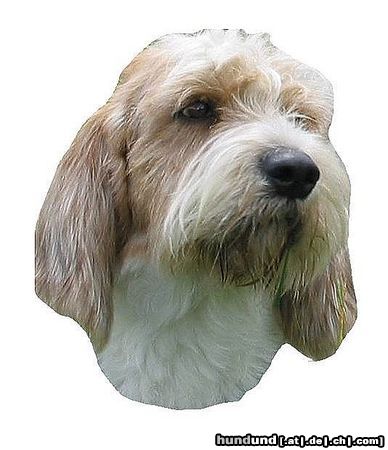 Petit Basset Griffon Vendéen Hunde Foto 14293 Petit Basset Griffon Vendéen Kleines Schlitzohr