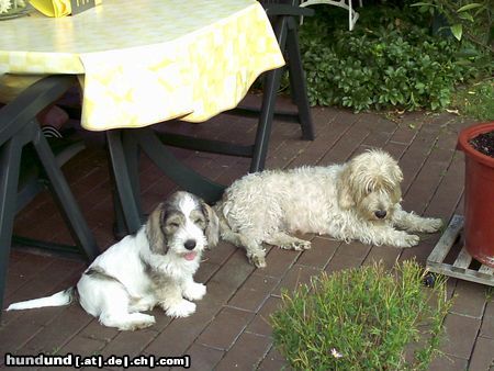 Petit Basset Griffon Vendéen Hunde Foto 14426 Petit Basset Griffon Vendéen Mutter und Sohn