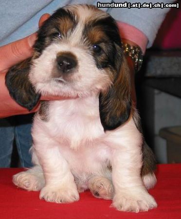 Petit Basset Griffon Vendéen Hunde Foto 18075 Petit Basset Griffon Vendéen PBGV-Welpe im Alter von 4 Wochen