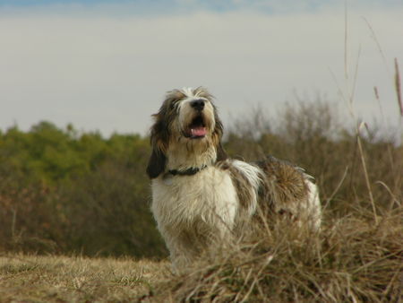 Petit Basset Griffon Vendéen Hunde Foto 30506 Petit Basset Griffon Vendéen Spring time