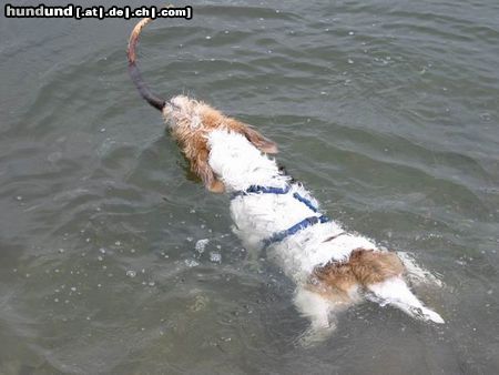 Petit Basset Griffon Vendéen Hunde Foto 4024 Petit Basset Griffon Vendéen Kleine Wasserratte!