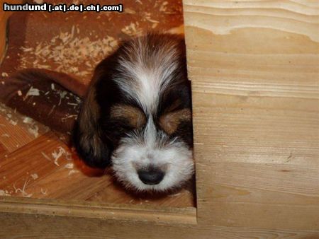 Petit Basset Griffon Vendéen Hunde Foto 18542 Petit Basset Griffon Vendéen Wann gibt's Futter?