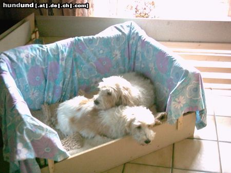 Petit Basset Griffon Vendéen Hunde Foto 15403 Petit Basset Griffon Vendéen Für uns zwei ist die Kiste ja groß genug, aber mit den Babies ...?