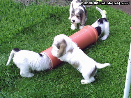 Petit Basset Griffon Vendéen Hunde Foto 26592 Petit Basset Griffon Vendéen Hallooooo