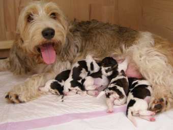 Petit Basset Griffon Vendéen Hunde Foto 33129 in höherer Auflösung ansehen Petit Basset Griffon Vendéen Aimée mit ihren kleinen