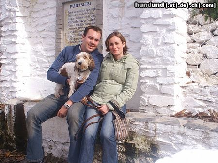 Petit Basset Griffon Vendéen Hunde Foto 16470 in höherer Auflösung ansehen Petit Basset Griffon Vendéen RUFFO in GRaNADA